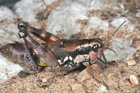 Attēlu rezultāti vaicājumam “Podisma pedestris”