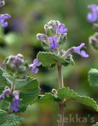 Attēlu rezultāti vaicājumam “Nepeta x faassenii”