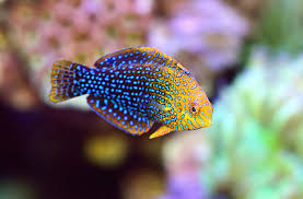 Attēlu rezultāti vaicājumam “Lophozia laxa macro”