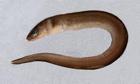 Image result for Conger conger