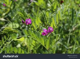 Attēlu rezultāti vaicājumam “Vicia angustifolia”