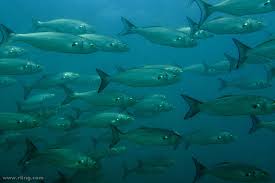 Image result for Pomatomus saltatrix