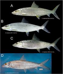 Image result for Albula glossodonta