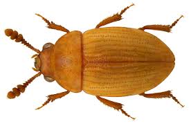 Attēlu rezultāti vaicājumam “Leiodidae”