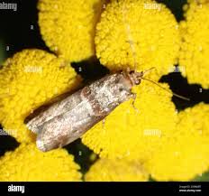 Attēlu rezultāti vaicājumam “Acrobasis advenella”