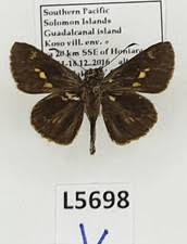 Attēlu rezultāti vaicājumam “Hesperiidae”