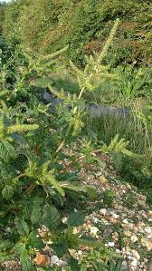 Attēlu rezultāti vaicājumam “Amaranthus retroflexus flower”
