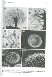 Attēlu rezultāti vaicājumam “Lamproderma pulchellum”