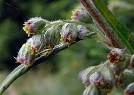Attēlu rezultāti vaicājumam “Artemisia vulgaris flower”