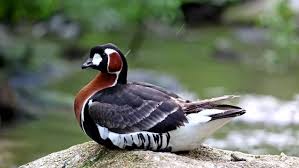 Image result for Branta ruficollis