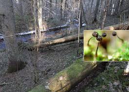 Attēlu rezultāti vaicājumam “Barbeyella minutissima”