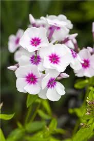 Image result for Phlox (großblumig)