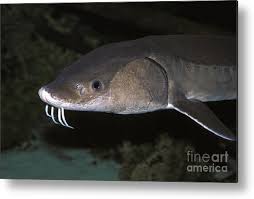 Image result for Acipenser fulvescens