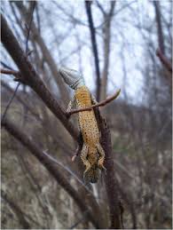 Attēlu rezultāti vaicājumam “Lacerta vivipara juvenile”