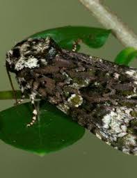 Attēlu rezultāti vaicājumam “Craniophora ligustri imago”