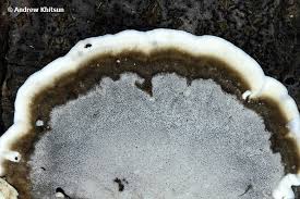 Attēlu rezultāti vaicājumam “Bjerkandera adusta”