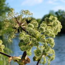 Image result for Angelica archangelica