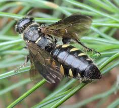 Attēlu rezultāti vaicājumam “Physarum obscurum”