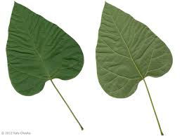 Attēlu rezultāti vaicājumam “Catalpa ovata leaf”