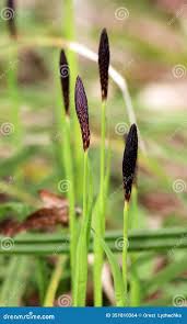 Attēlu rezultāti vaicājumam “Carex pilosa”