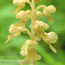 Attēlu rezultāti vaicājumam “Neottia nidus-avis”