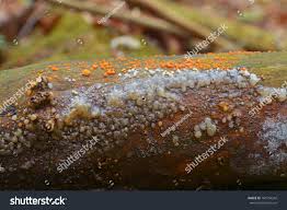 Attēlu rezultāti vaicājumam “Myxarium nucleatum”