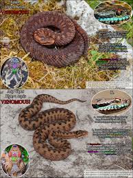 Attēlu rezultāti vaicājumam “Vipera berus adult”