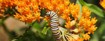 Image result for monarch caterpillar