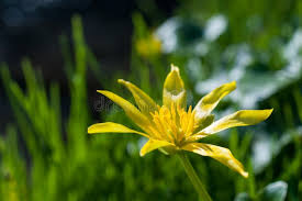 Attēlu rezultāti vaicājumam “Ficaria verna flower”