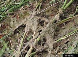 Attēlu rezultāti vaicājumam “Didymium proximum stalked”