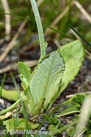 Attēlu rezultāti vaicājumam “Primula farinosa leaf”