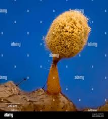 Attēlu rezultāti vaicājumam “Trichia sp.”