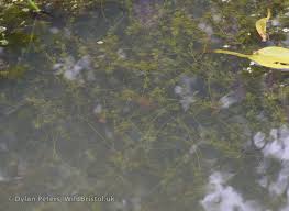 Attēlu rezultāti vaicājumam “Chara rudis”