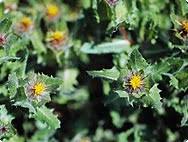 Image result for Cnicus benedictus