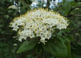 Attēlu rezultāti vaicājumam “Viburnum lantana  flower”