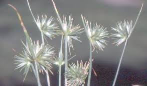 Attēlu rezultāti vaicājumam “Juncus capitatus fruit”