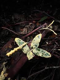 Attēlu rezultāti vaicājumam “Leocarpus fragilis”