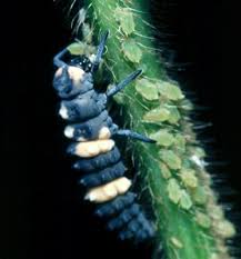 Attēlu rezultāti vaicājumam “Licea chelonoides sessile”
