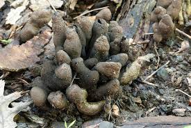 Attēlu rezultāti vaicājumam “Xylaria polymorpha”