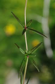 Attēlu rezultāti vaicājumam “Galium boreale fruit”