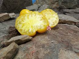 Afbeeldingsresultaat voor stump of the world tomato