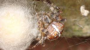Attēlu rezultāti vaicājumam “Araneus diadematus eggs”