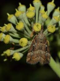 Attēlu rezultāti vaicājumam “Hypena rostralis”