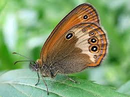 Attēlu rezultāti vaicājumam “Coenonympha arcania underside”