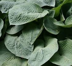 Attēlu rezultāti vaicājumam “Hosta sp.”