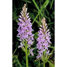 Attēlu rezultāti vaicājumam “Dactylorhiza fuchsii bud”