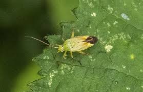 Attēlu rezultāti vaicājumam “Capsus ater”