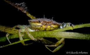 Image result for Carcinus maenas