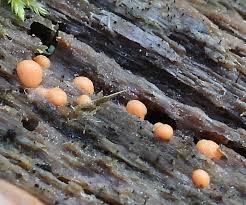 Attēlu rezultāti vaicājumam “Lycogala asperum macro”