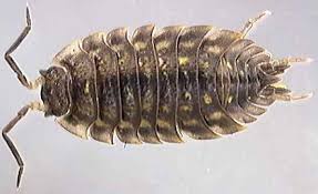 Attēlu rezultāti vaicājumam “Oniscus asellus”